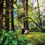 Hoh Rain Forest