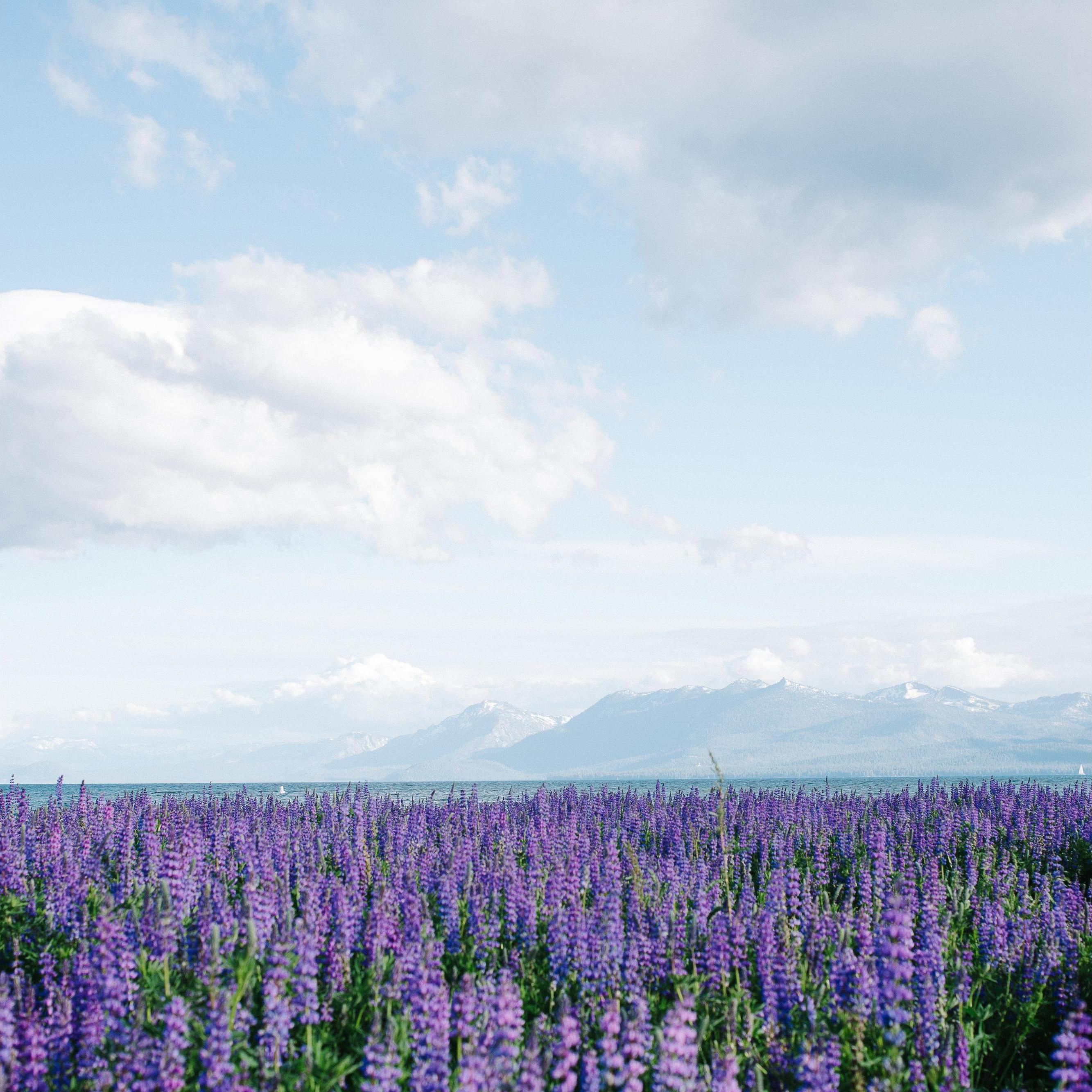 Shared: First blooming of the lupins.
Location: Lake Tahoe.