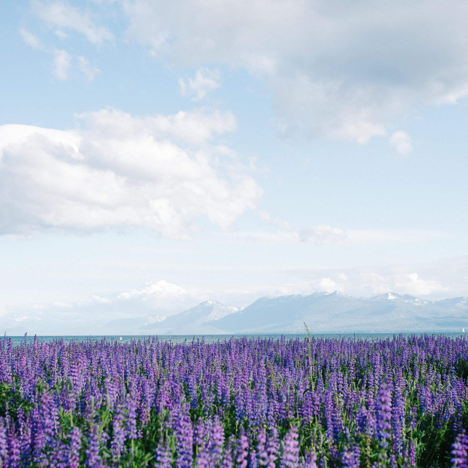 Shared: First blooming of the lupins.
Location: Lake Tahoe.