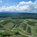 Mercier Orchards