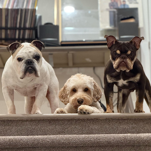 Pet Toy Fund