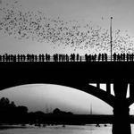 Go Watch the Bats
