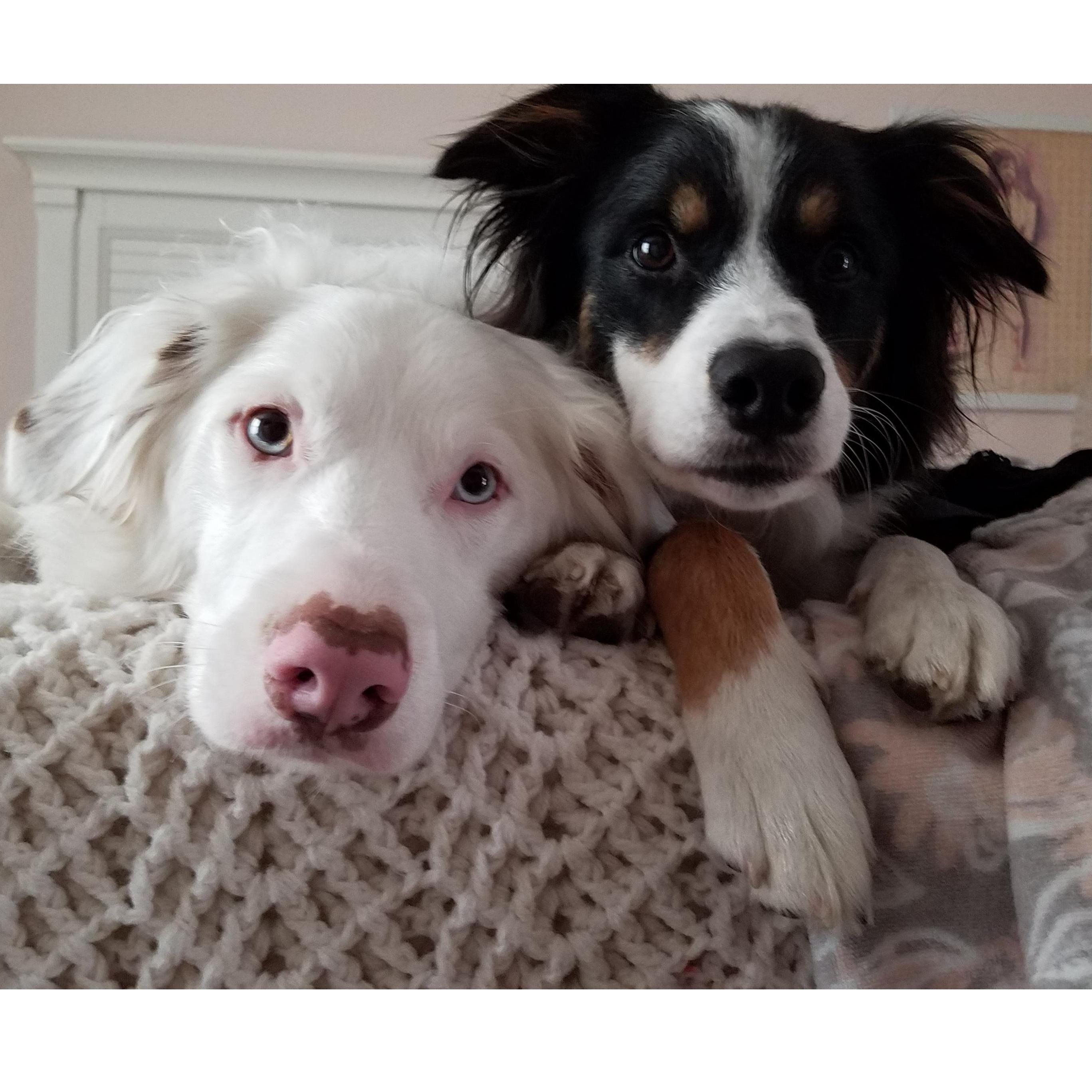 Our fur-children