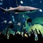 Tennessee Aquarium