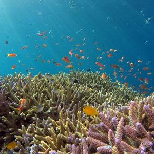 Snorkeling For Two in Bali