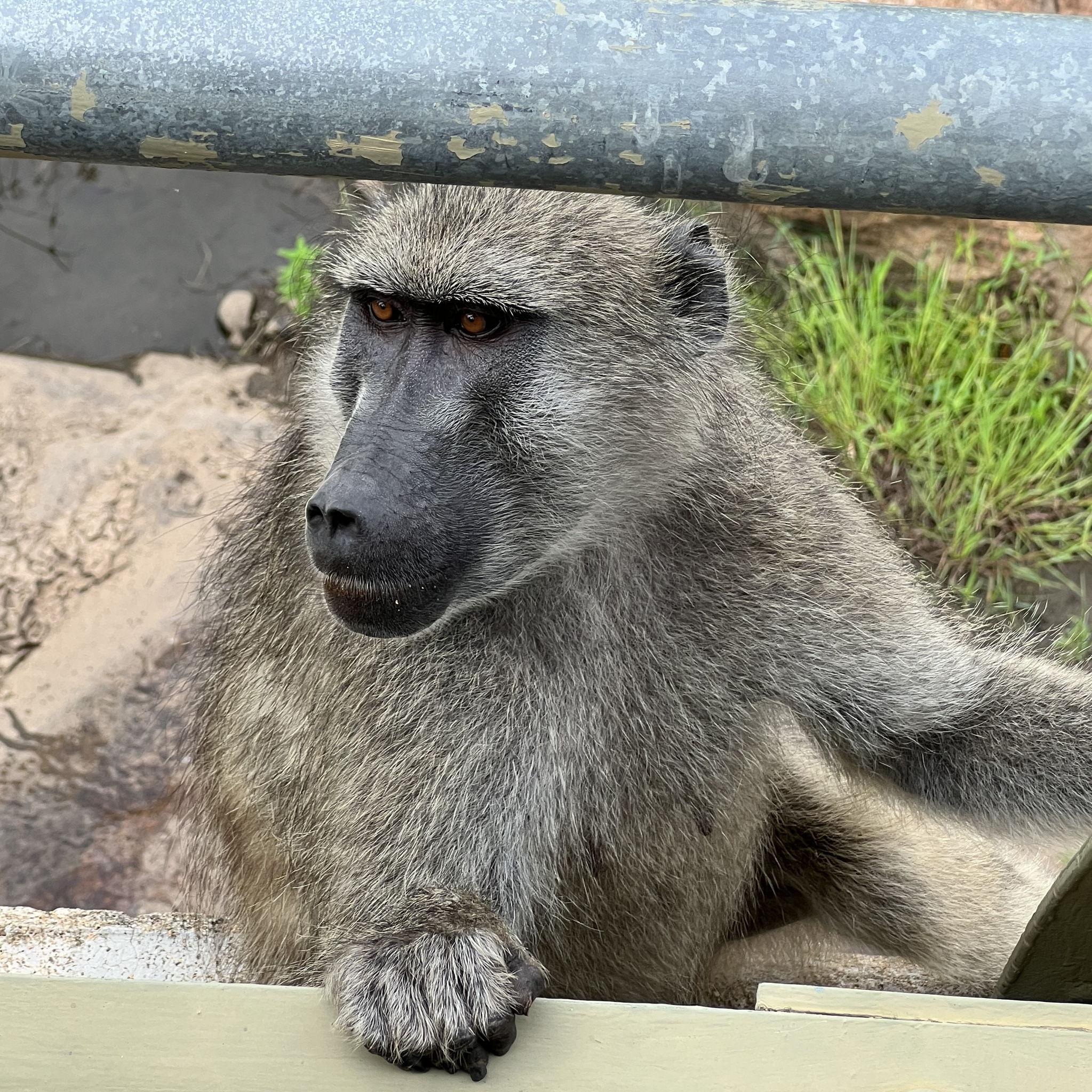 During our Kruger National Park safari in Mpumalanga South Africa December 2022.