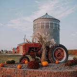 Skinny Bones Pumpkin Patch