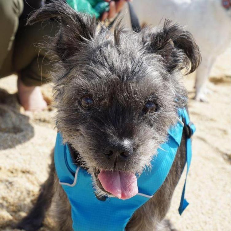 Alexa spent 16.5 years with Shady and for March, every day was made special for Shady. Beach trips, picnics, days of steak, etc. He left us but never left our hearts (March 2019)