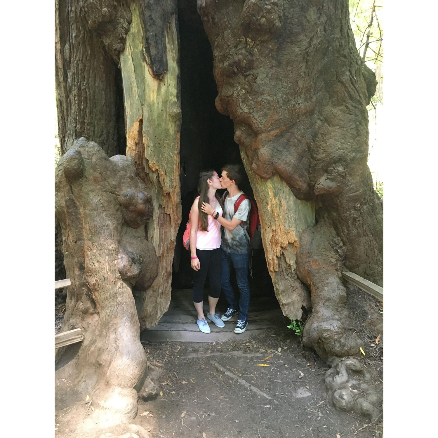 Muir Woods National Monument 2017.