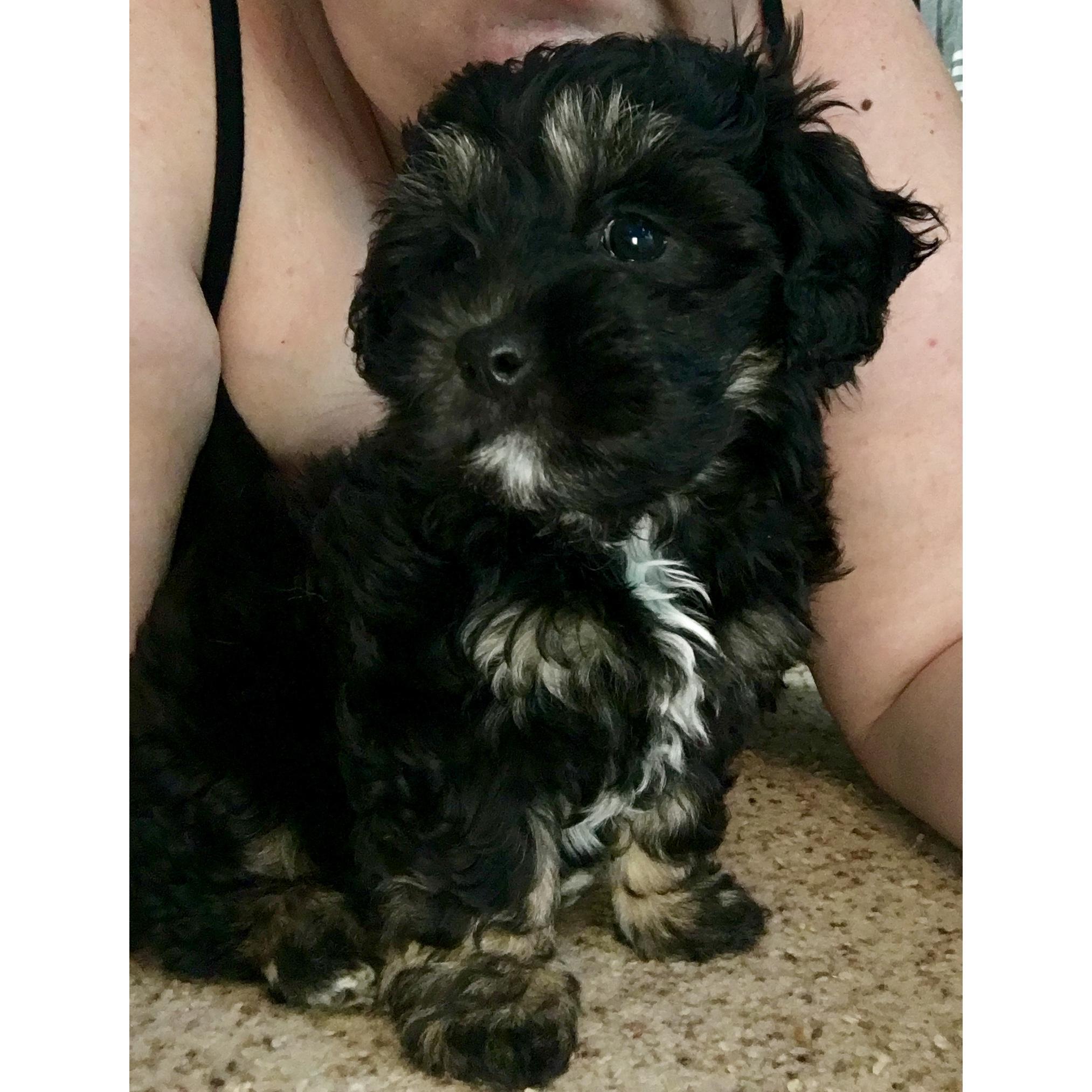 Our newest family member, Otto Martin.