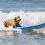 Doggy Bay