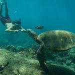 Trident Adventures Hawaii (Snorkeling & Scuba Diving, Helicopter Jumps, Fishing)