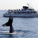 Boating & Whale Watching