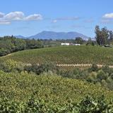 Iron Horse Vineyards