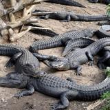 St. Augustine Alligator Farm Zoological Park