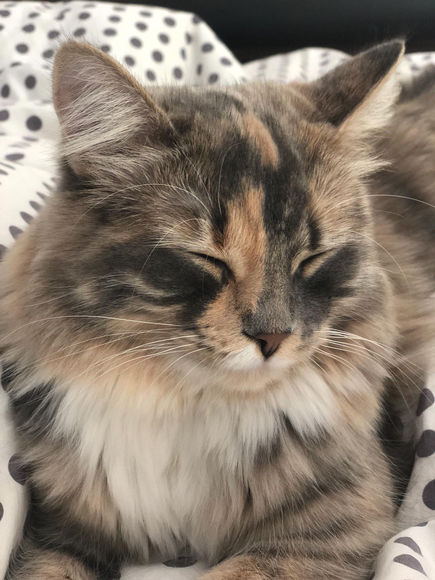 Miss Lexie