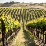 Valley River Vineyards