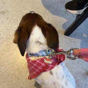 Year's Supply Of Pet Treats For Lotus