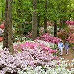 Callaway Gardens