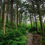 Pisgah National Forest