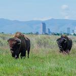 Rocky Mountain Arsenal National Wildlife Refuge