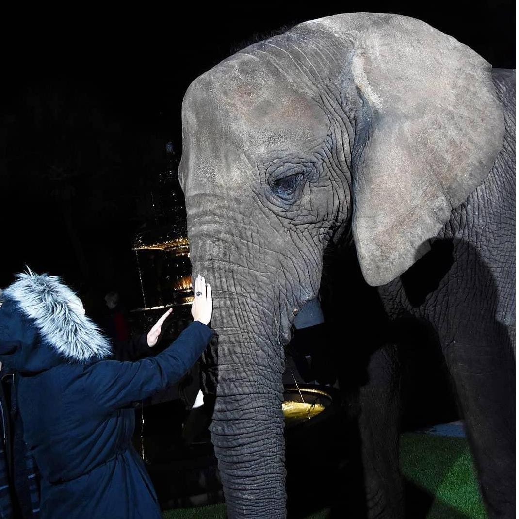 That time we randomly ended up in a Tiger sanctuary with Bubbles the elephant