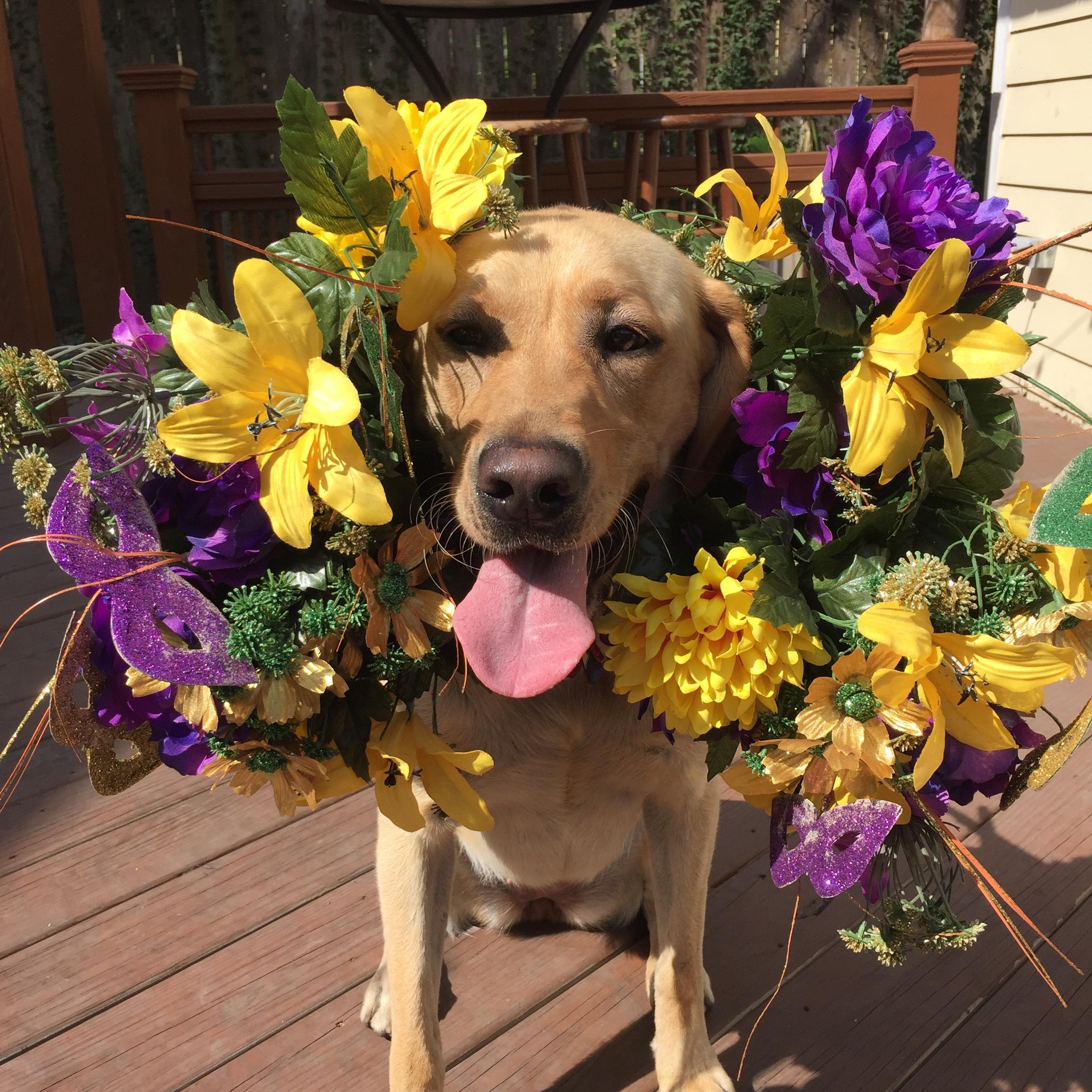 Mardi Gras 2017