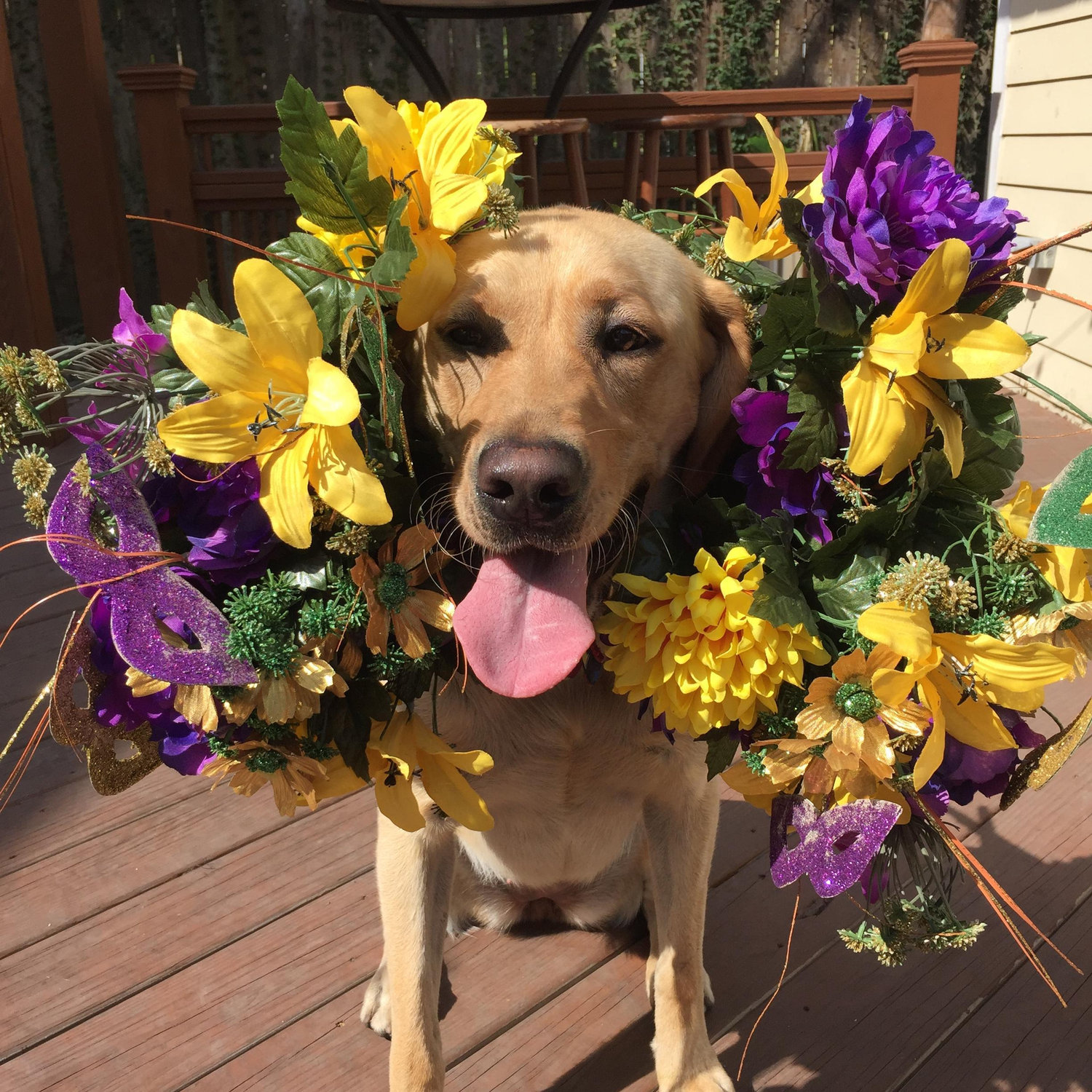 Mardi Gras 2017