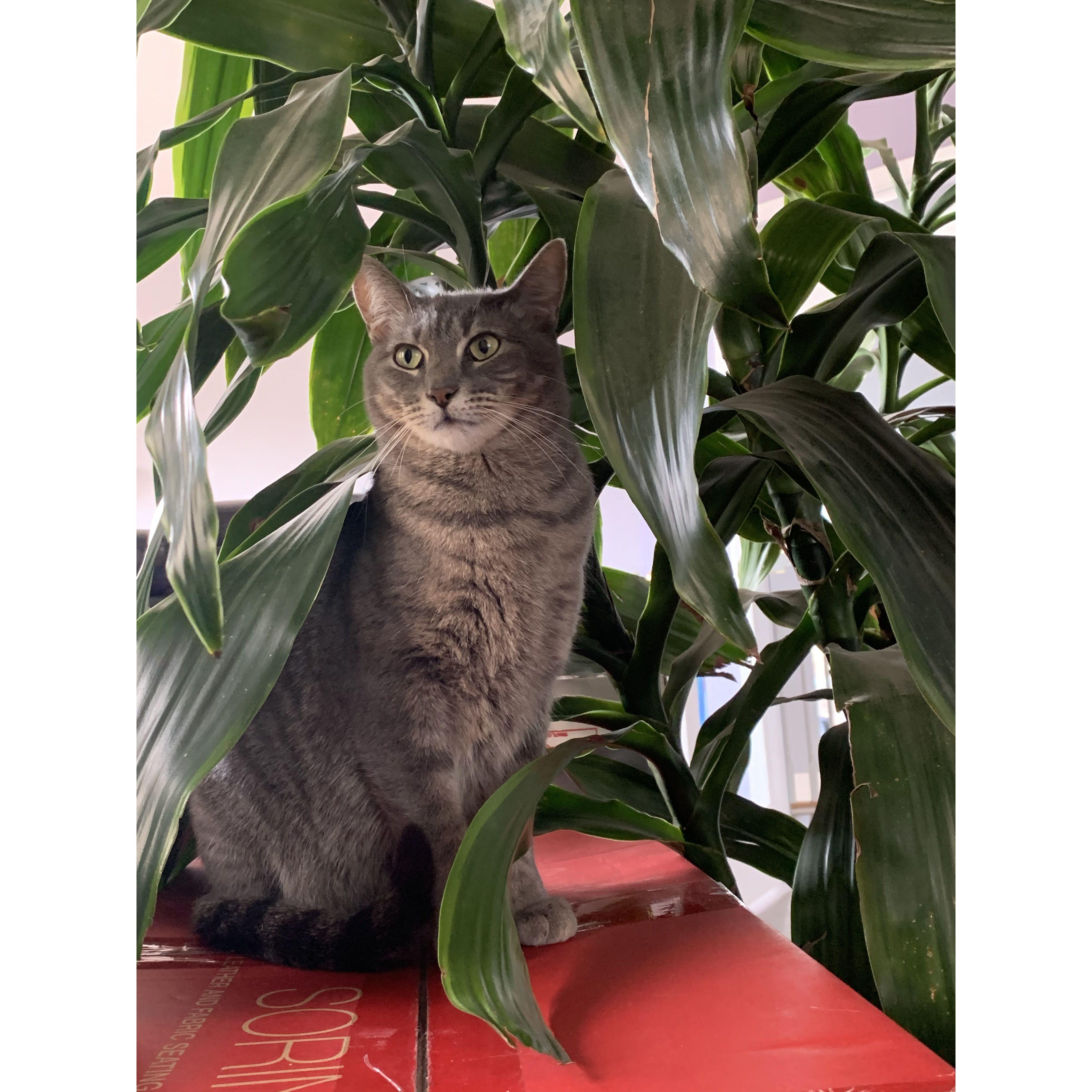 We added Shakira to the family!