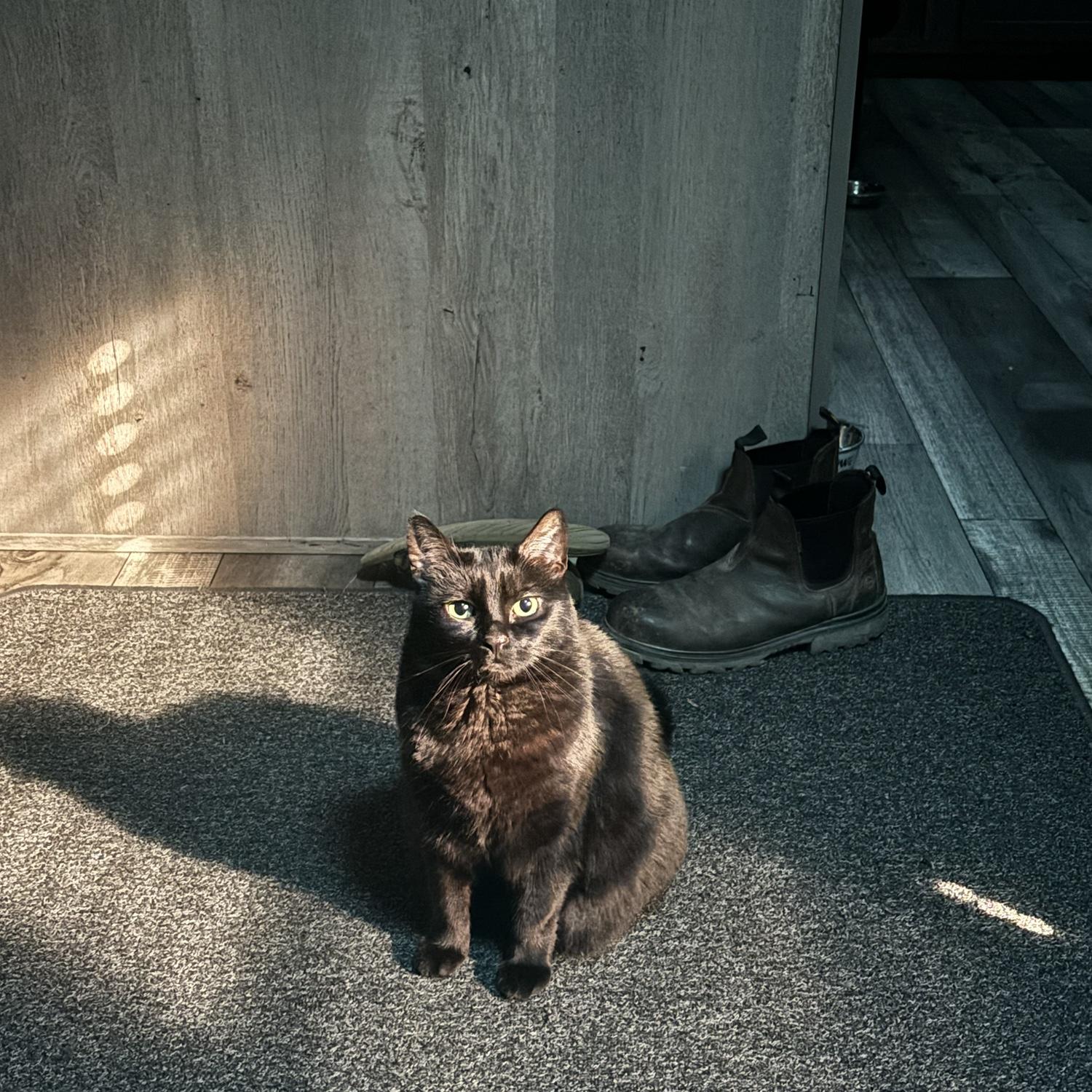 Stella <3