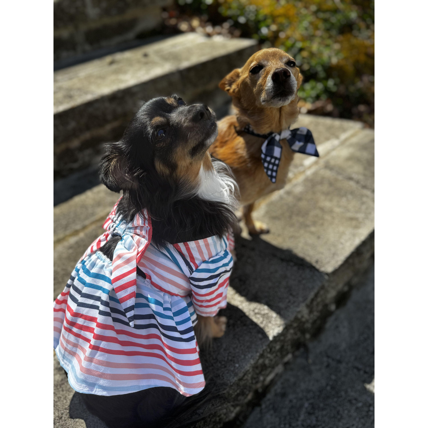 Chico and Lucille are so excited!