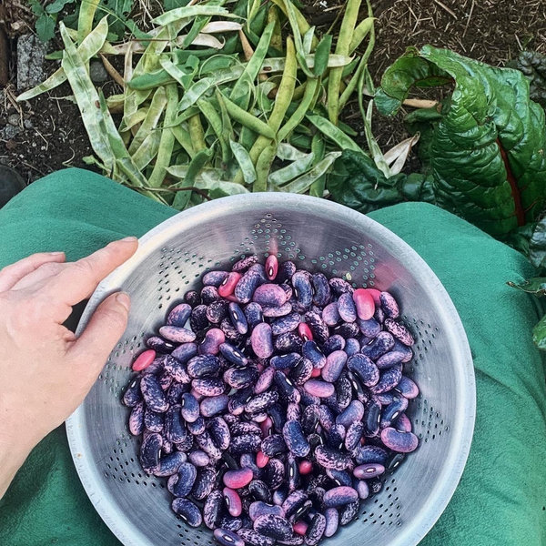 Homesteading Dreams