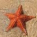 Starfish Point