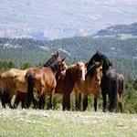 Pryor Mountain Wild Mustangs