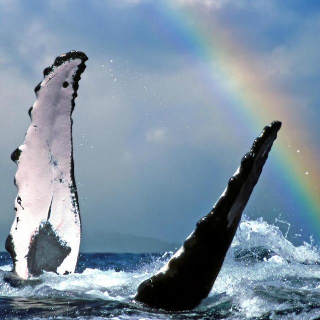 Whale Watching Excursion