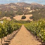 Tolenas Winery