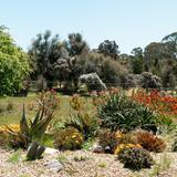 UC Santa Cruz Arboretum & Botanic Garden