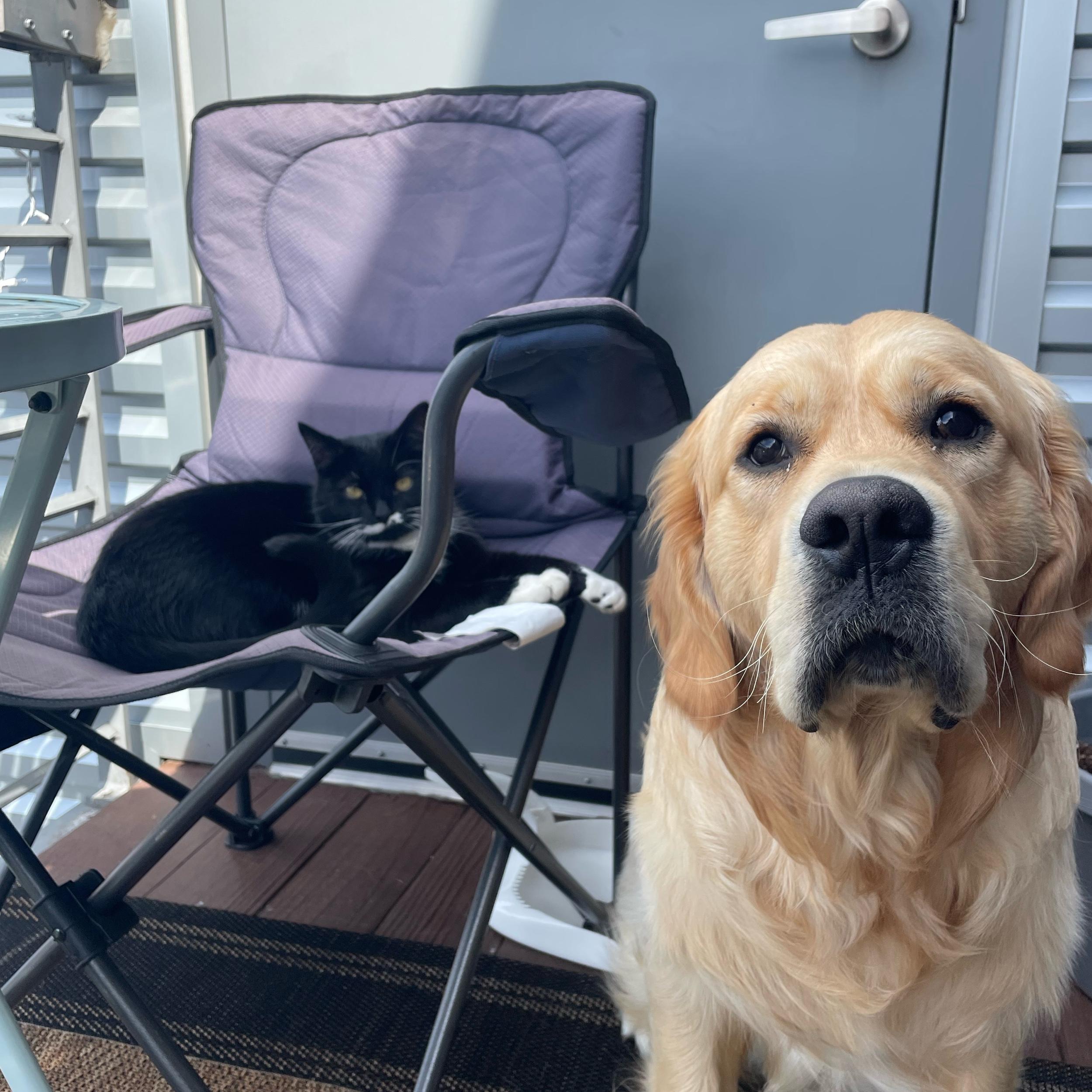 All things for our fur babies