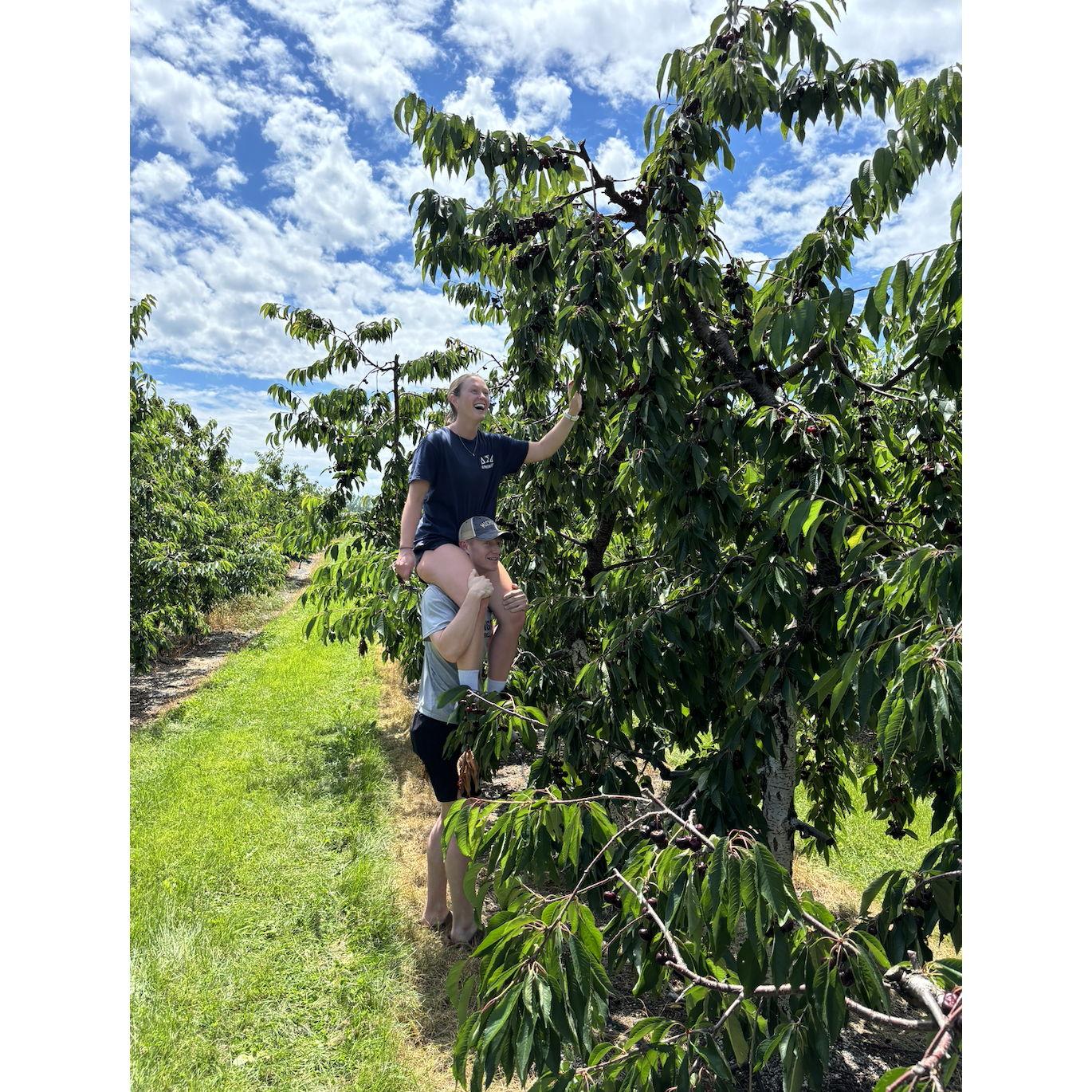 Kings Orchards (Jimmy's first time cherry picking)