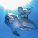 Meet the Dolphins