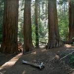 Explore Redwoods in Merced Grove