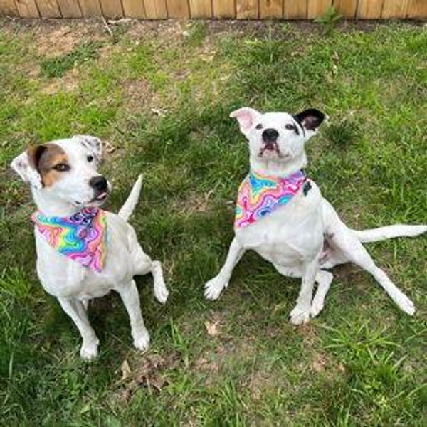 Donation to SPCA of Wake County