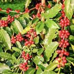 Greenwell Farms Kon Coffee Tours