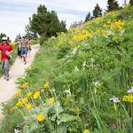 Hike the College M trail