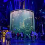 Wonders Of Wildlife National Museum & Aquarium