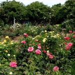 The McGill Rose Garden