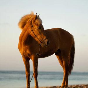 Horseback riding in Sumba