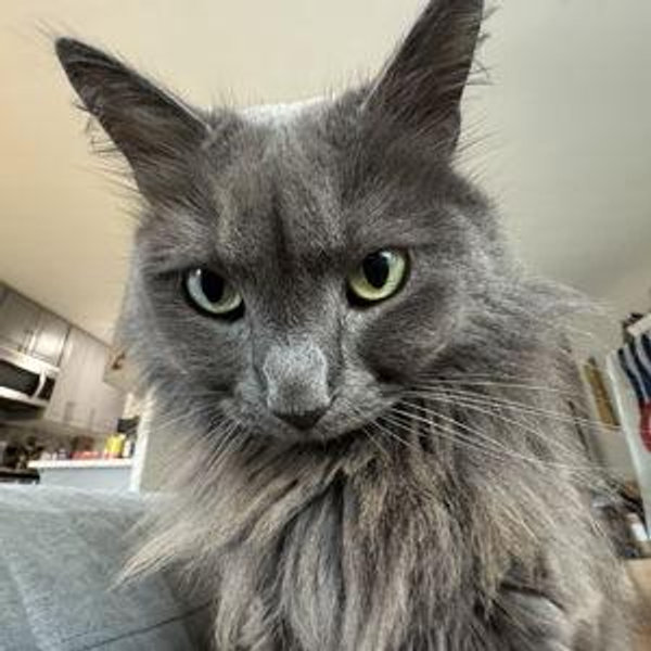 Homeward Trails Animal Rescue