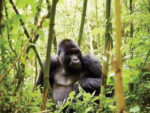 Gorilla Trekking in Rwanda