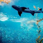 Monterey Bay Aquarium